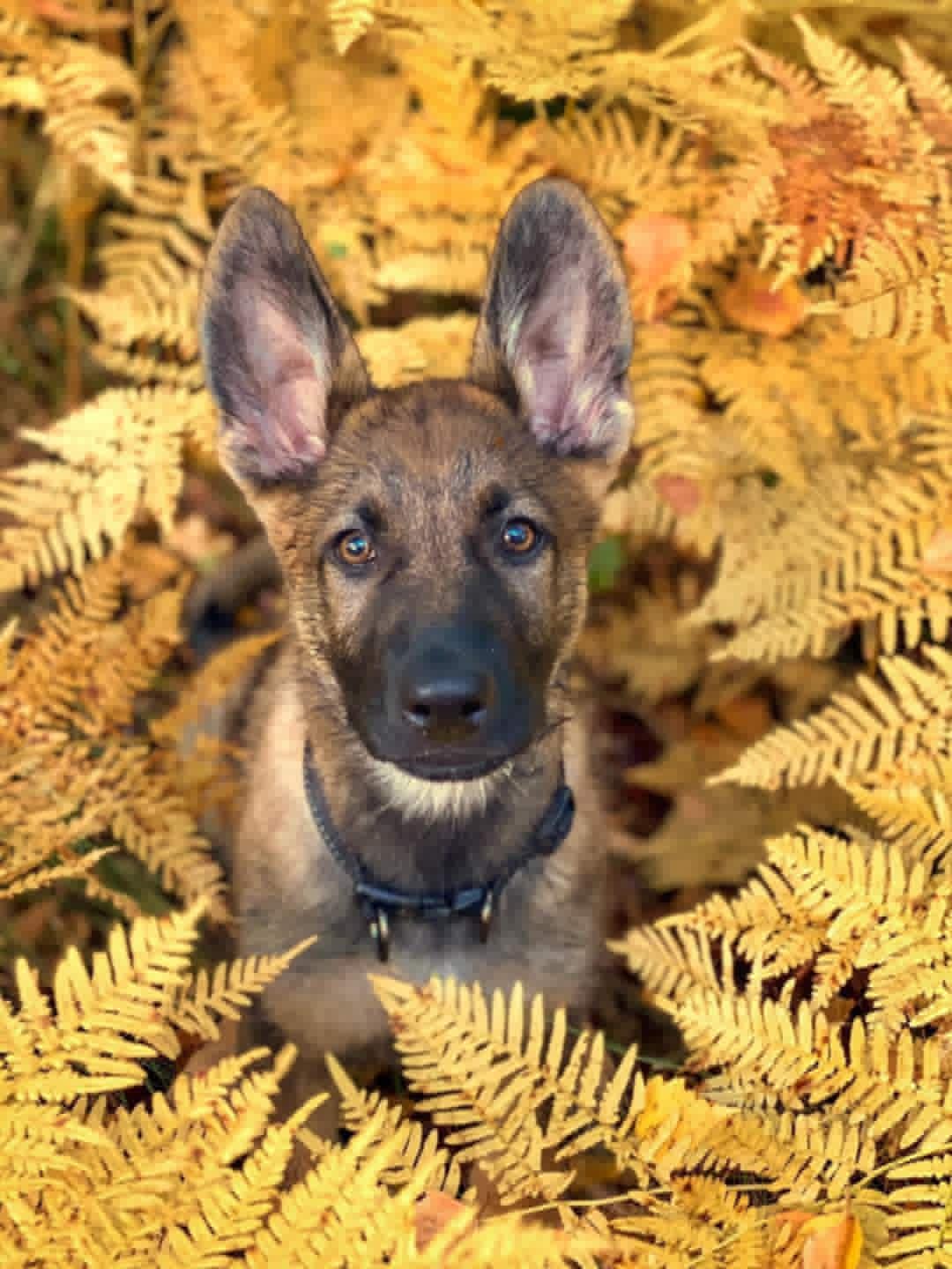 Schäfer valp sittandes i bruna ormbunkrar
