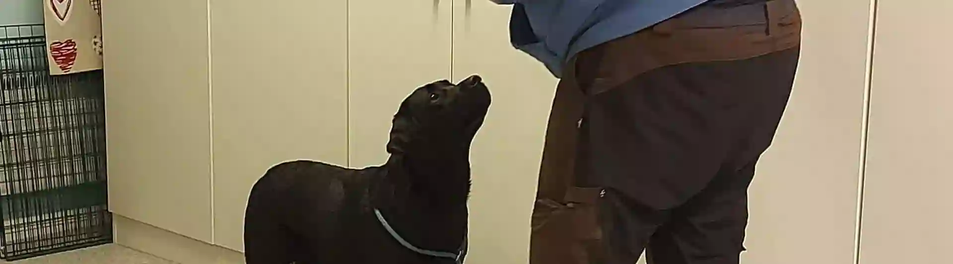 Labrador retriever står på en blå balansskiva med bakbenen och på ett grönt balansben med frambenen. Framför står husse med godis.