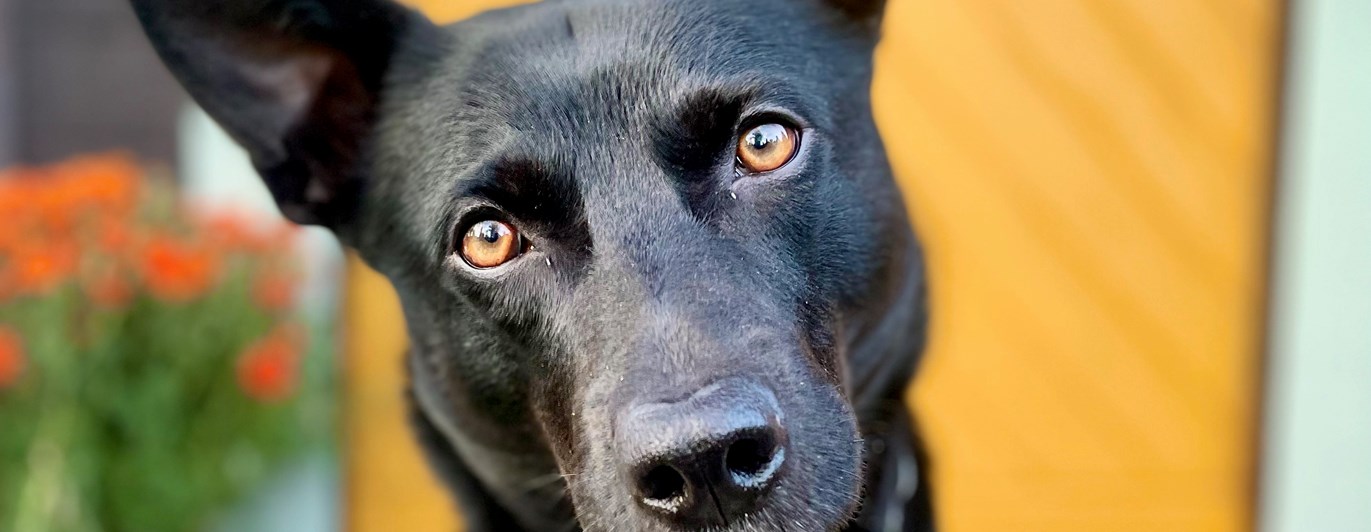 Svart hund på trappa