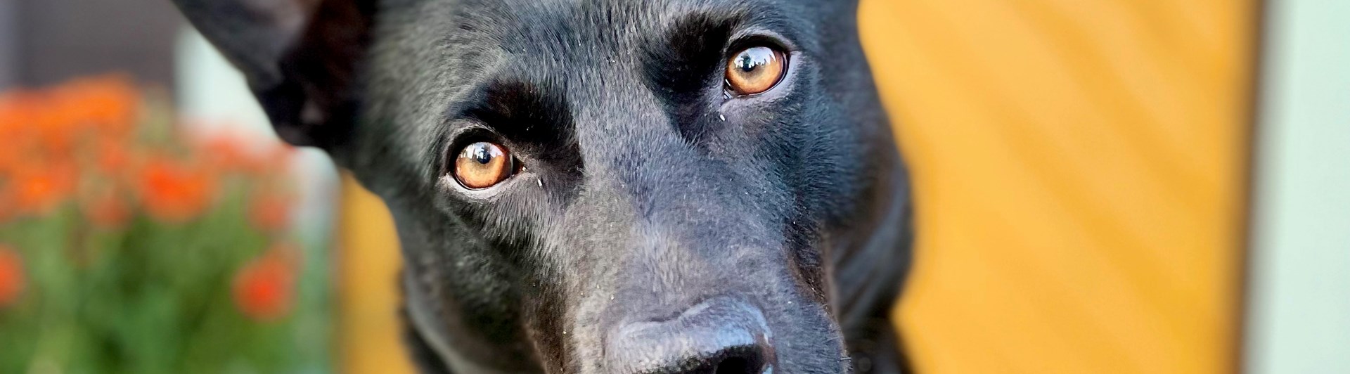 Svart hund på trappa