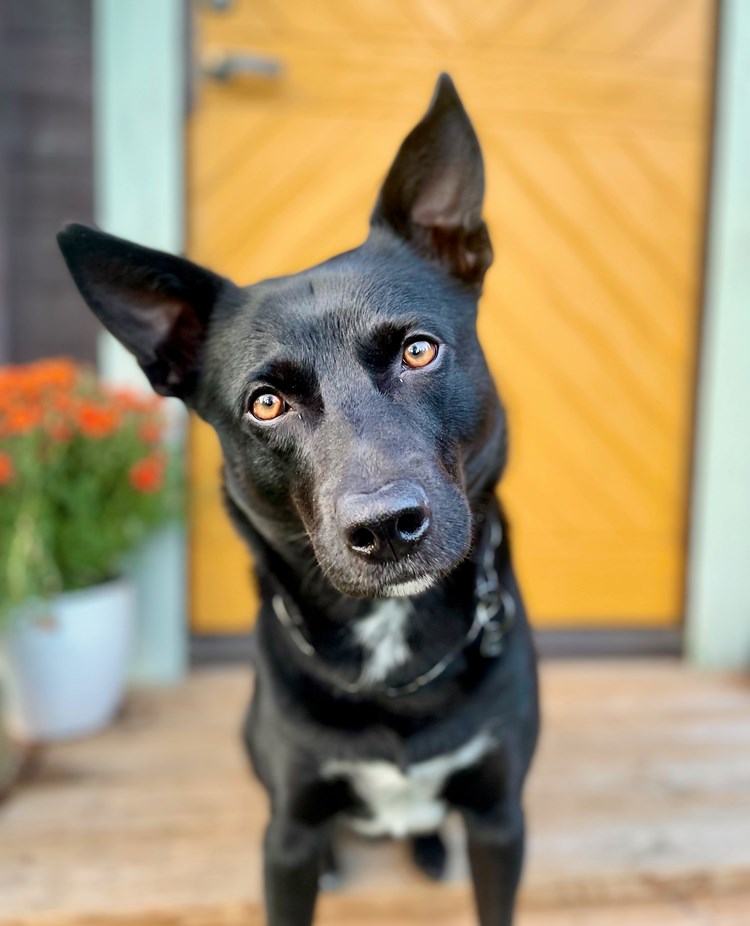 Svart hund på trappa