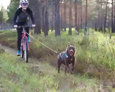 Brun hund som springer mot kameran och drar en kvinna på cykel genom tallskog i motljus