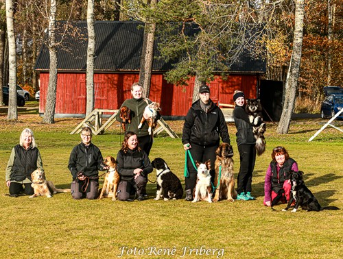 Rallylydnads DM 2024 på Lidköpings Brukshundklubb