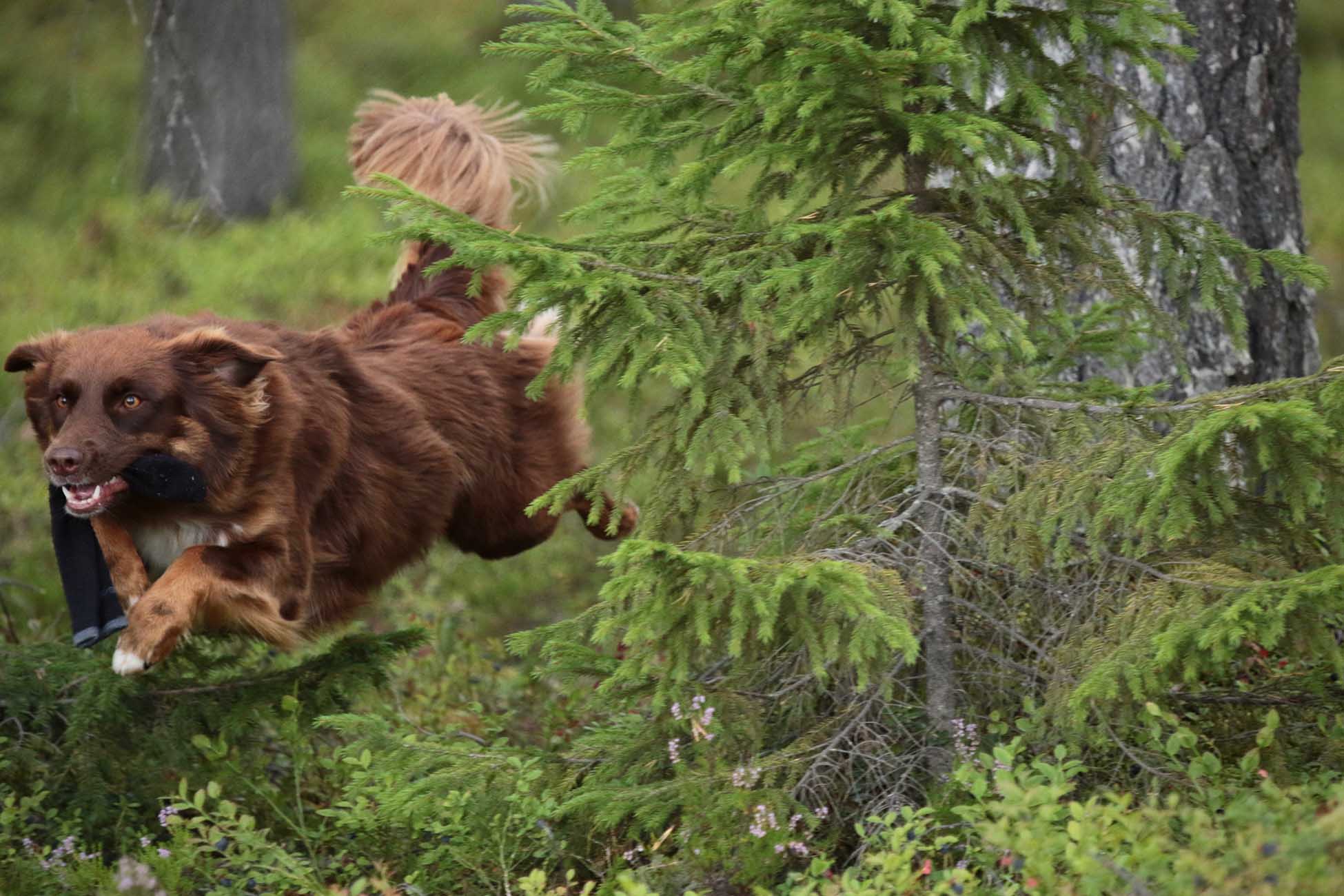 Brun Border collie liknande hund springer genom skogen med uppletad strumpa, är mitt i ett skutt