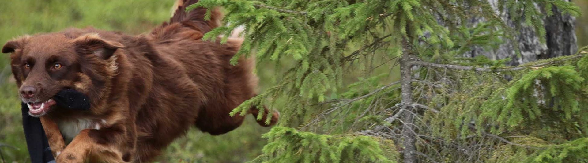 Brun Border collie liknande hund springer genom skogen med uppletad strumpa, är mitt i ett skutt