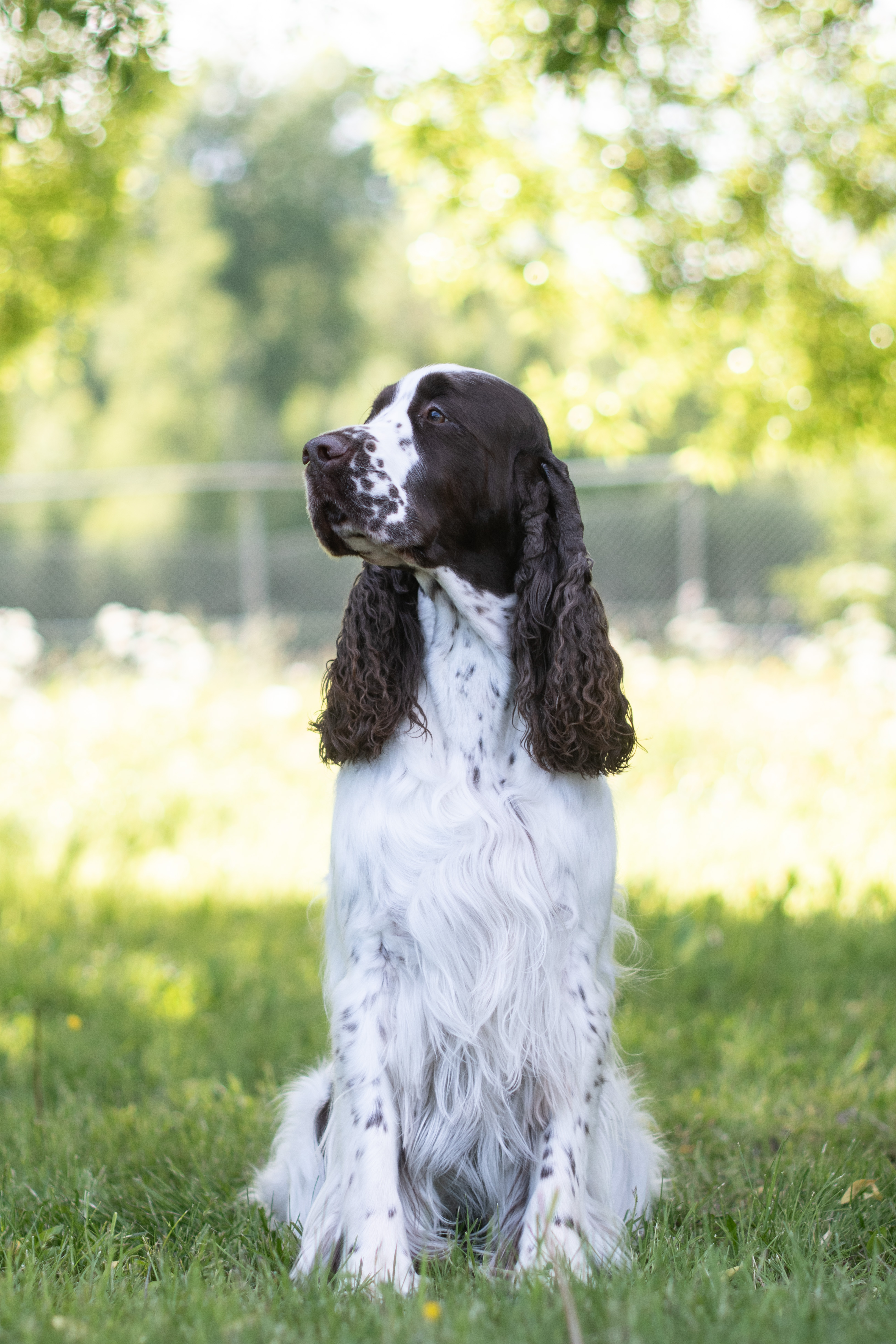 Engelska springer spaniel hanen Harry poserar sittandes framför kameran.