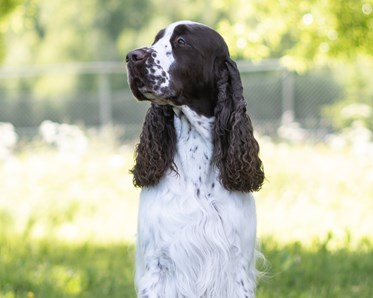 Engelska springer spaniel hanen Harry poserar sittandes framför kameran.