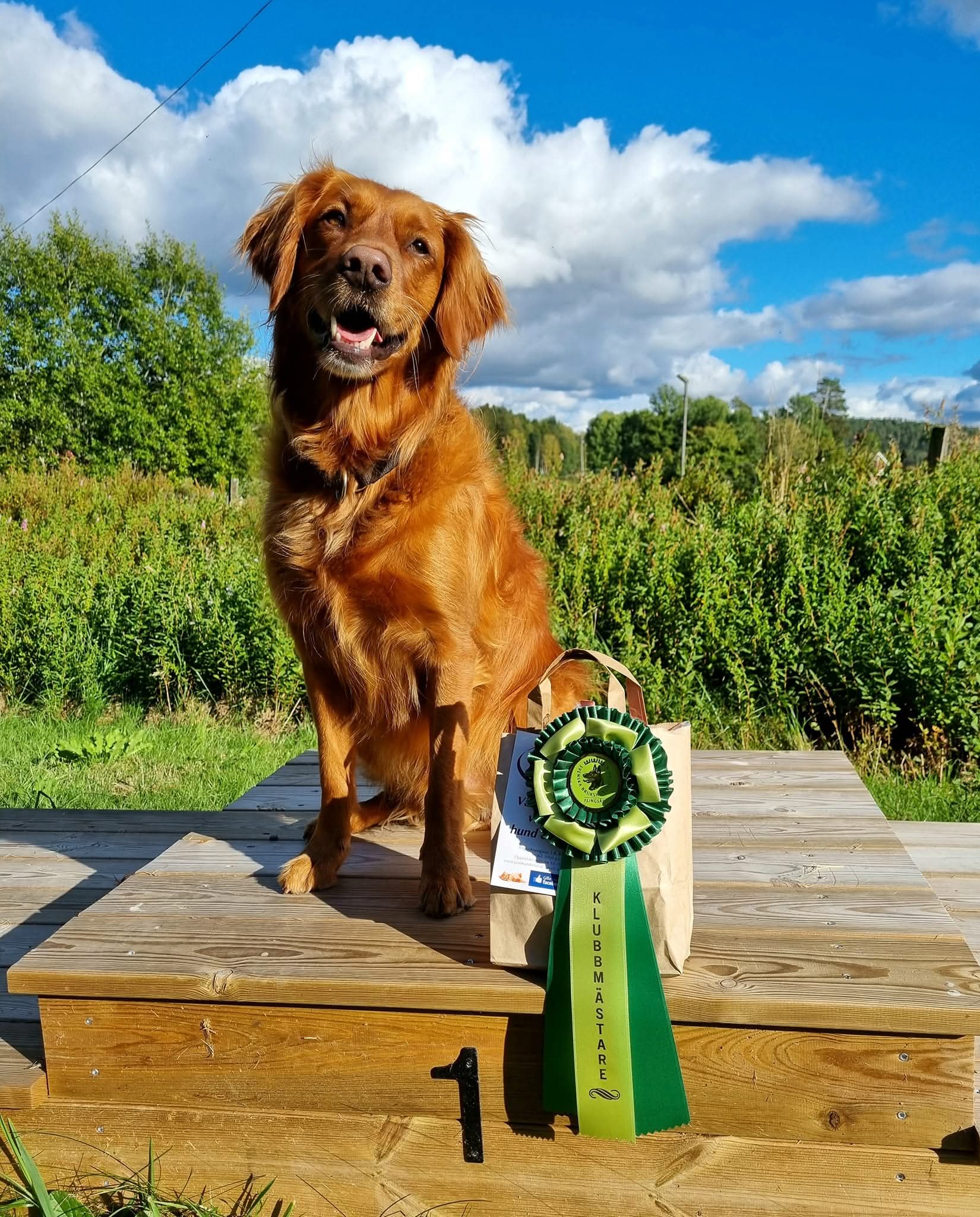 Golden Retriever med rosett på prispallen
