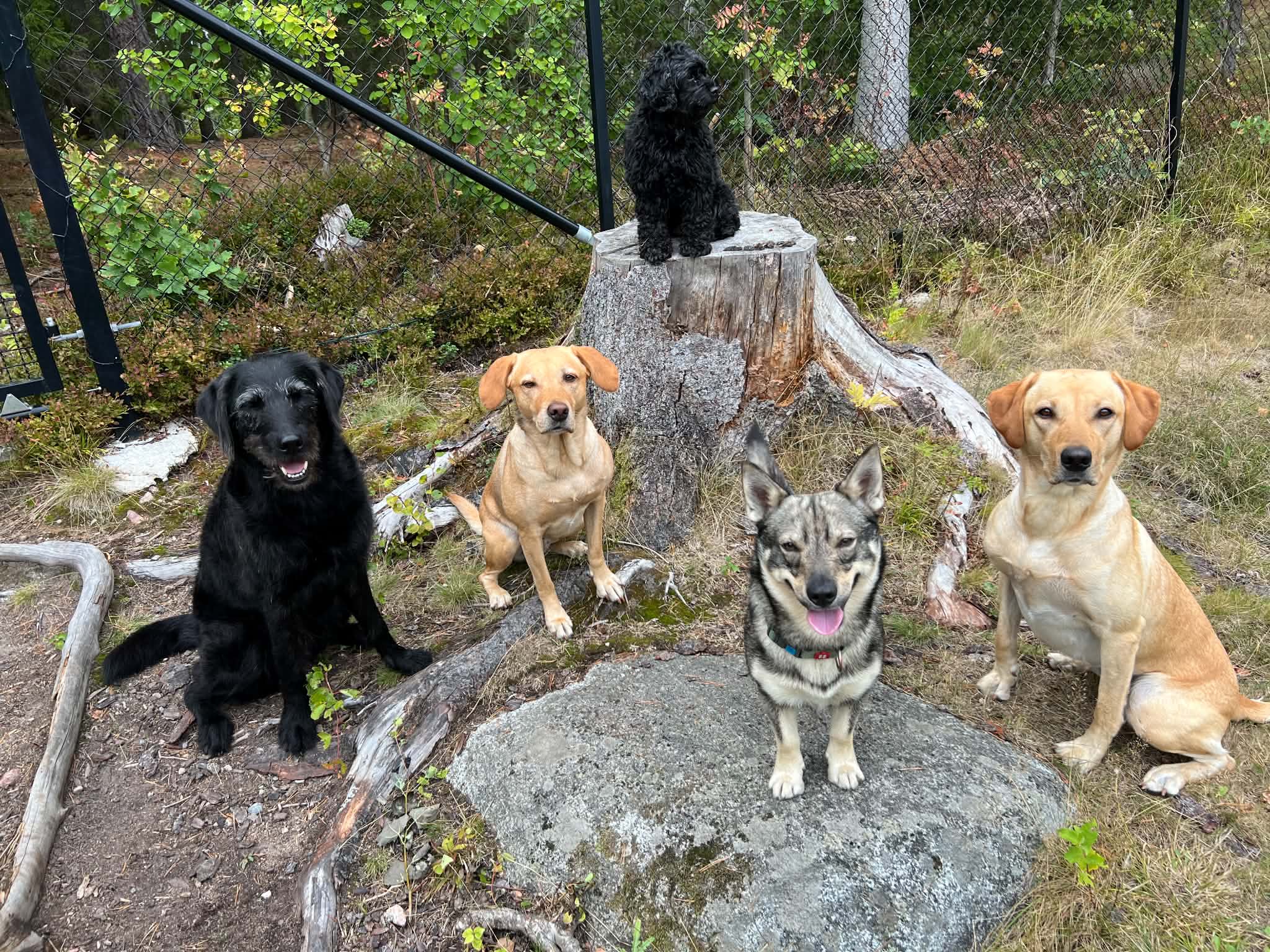 Hundflock olika raser vid trädstubbe