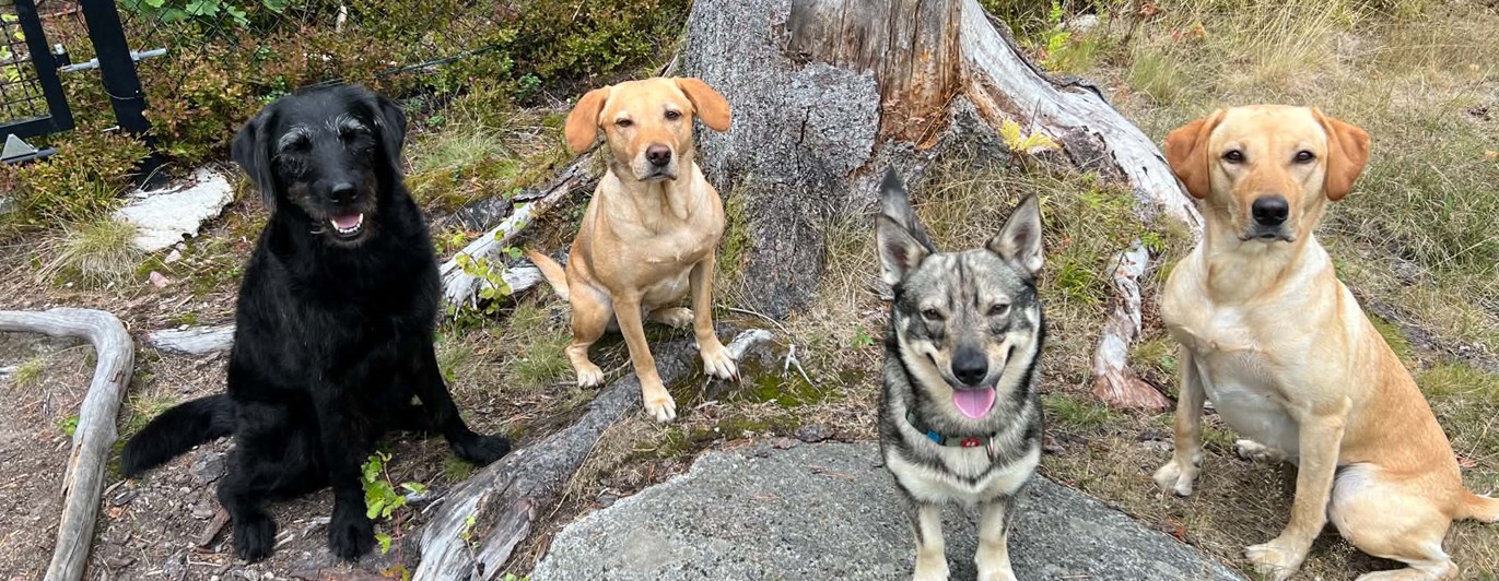Hundflock olika raser vid trädstubbe
