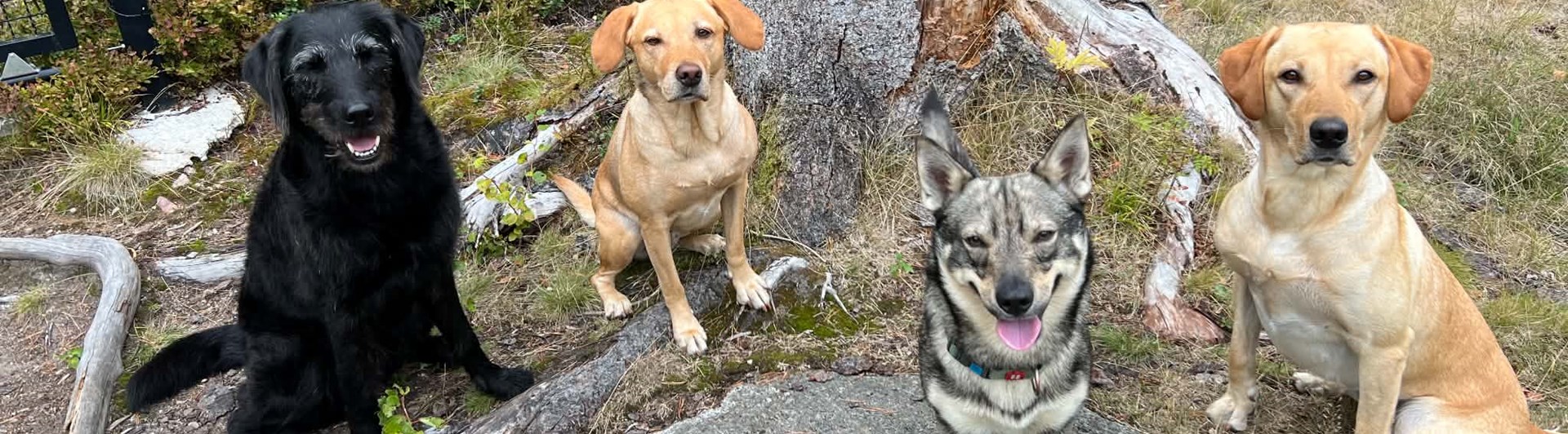 Hundflock olika raser vid trädstubbe