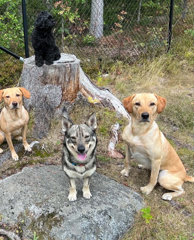 Hundflock olika raser vid trädstubbe