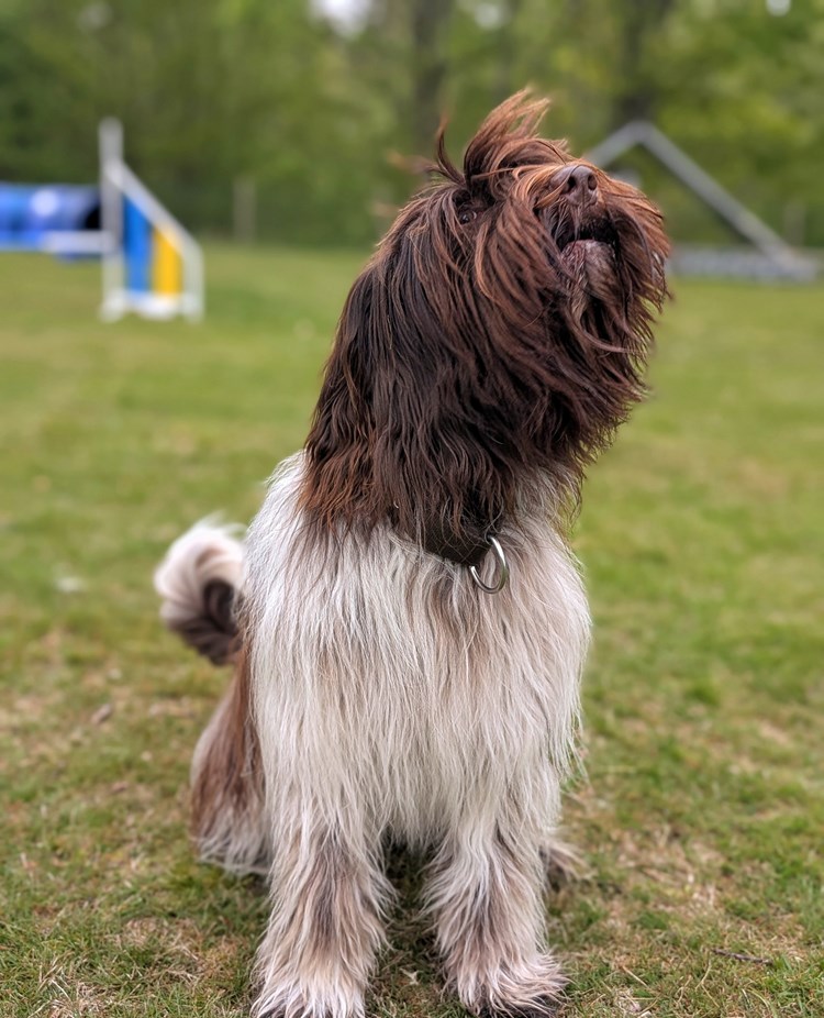 Tyke, skäller