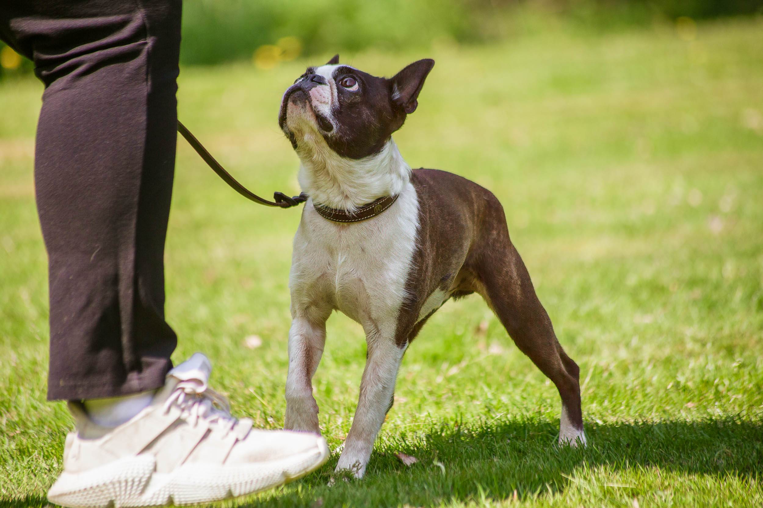 Brun-vit liten hund tittar upp på sin människa