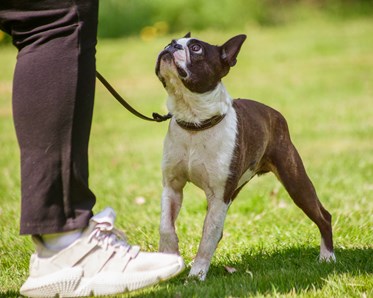 Brun-vit liten hund tittar upp på sin människa