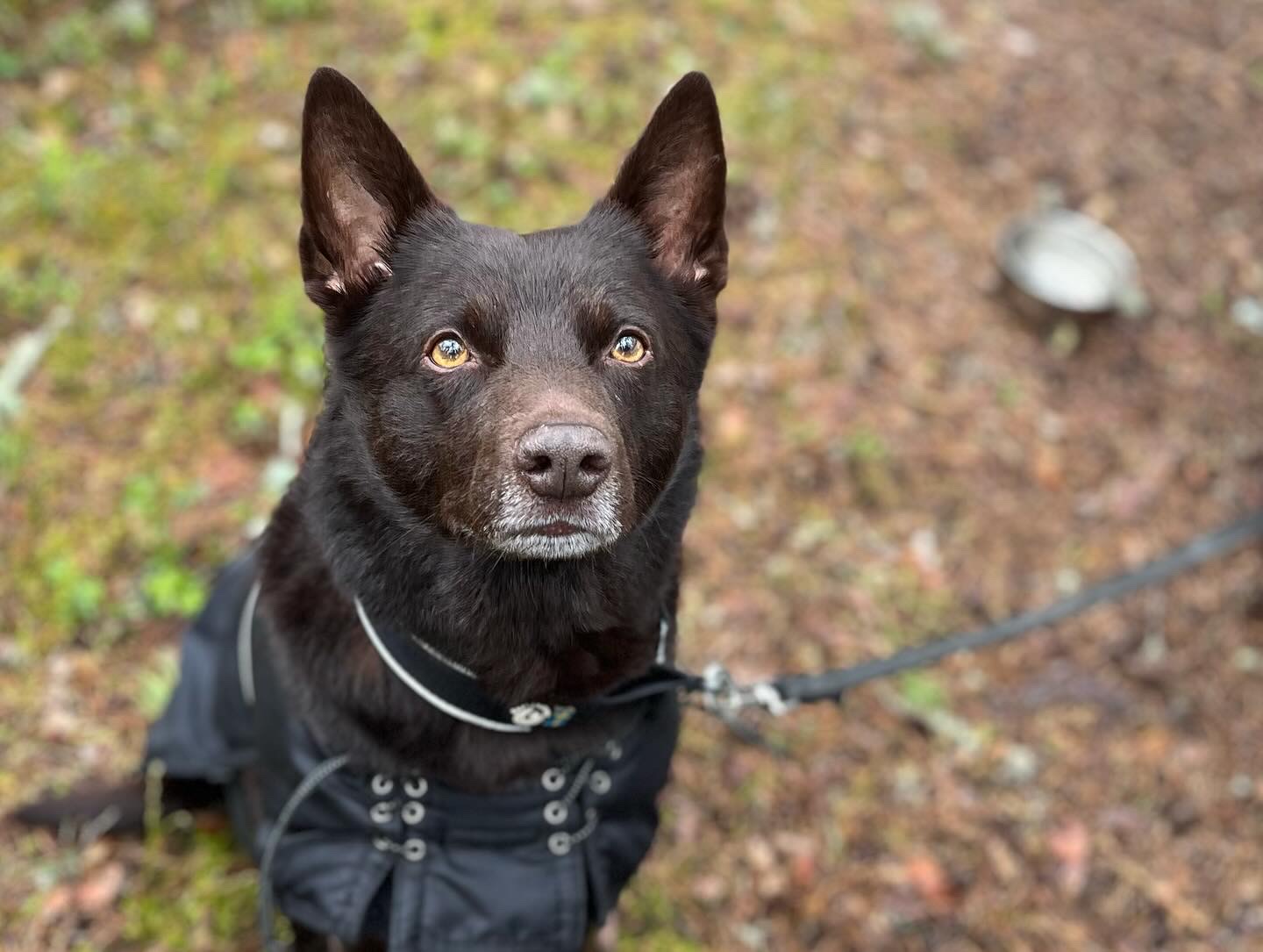 Australian kelpie i täcke