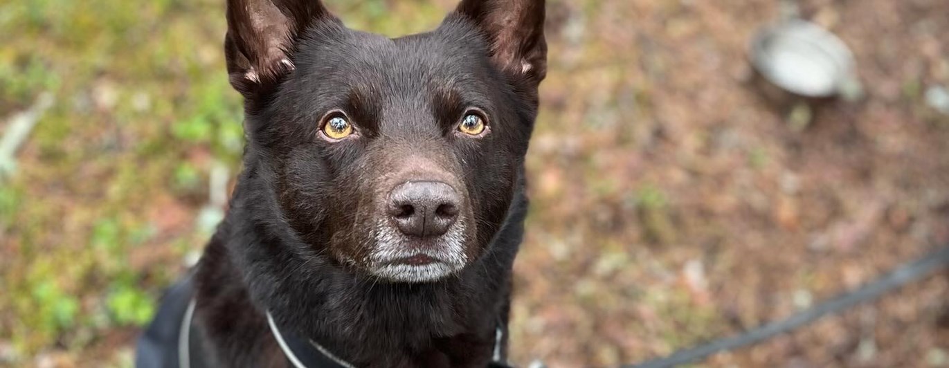 Australian kelpie i täcke