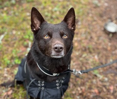 Australian kelpie i täcke