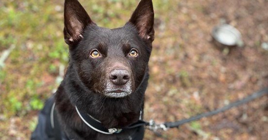 Australian kelpie i täcke