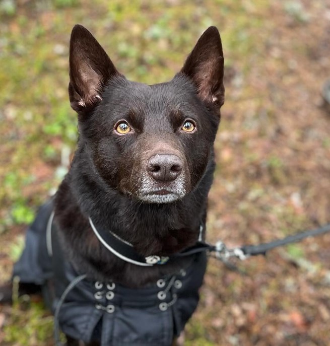 Australian kelpie i täcke