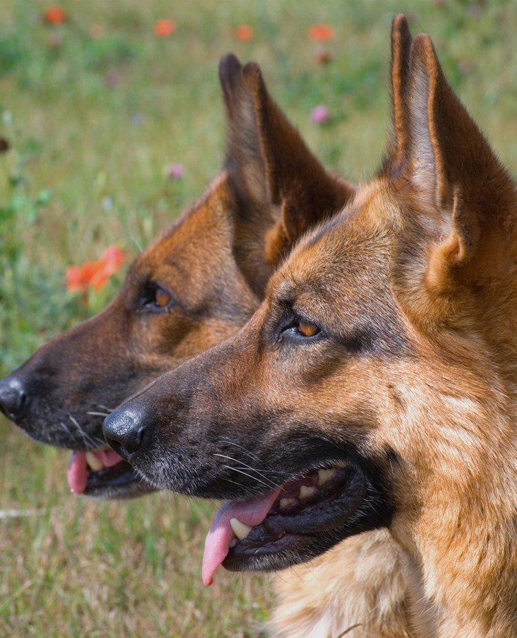 Två schäferhuvuden i profil.