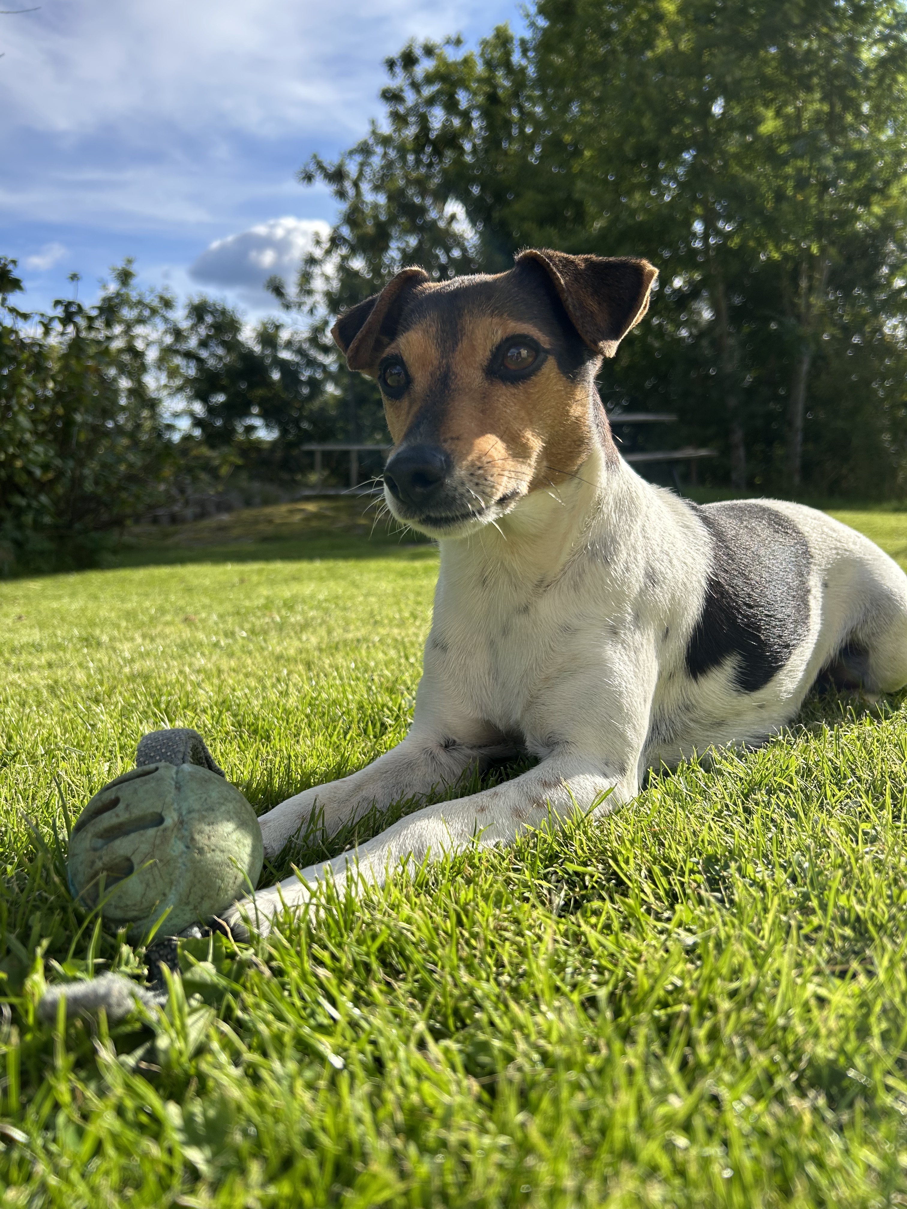 En liten släthårig hund som ligger ner på gräset med en boll mellan sina framben