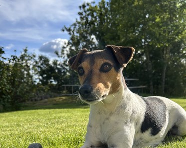 En liten släthårig hund som ligger ner på gräset med en boll mellan sina framben