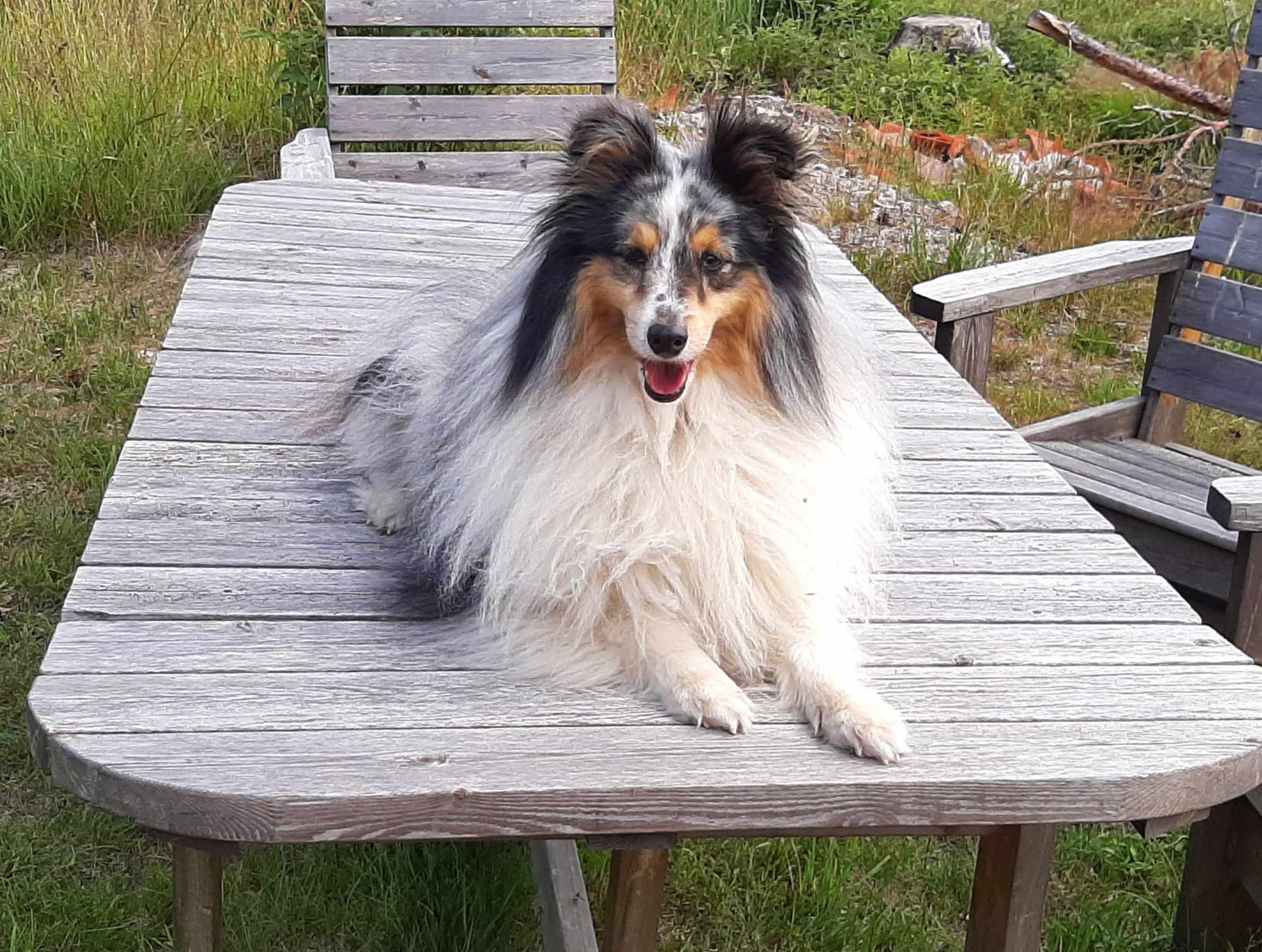 Hund liggande på bord
