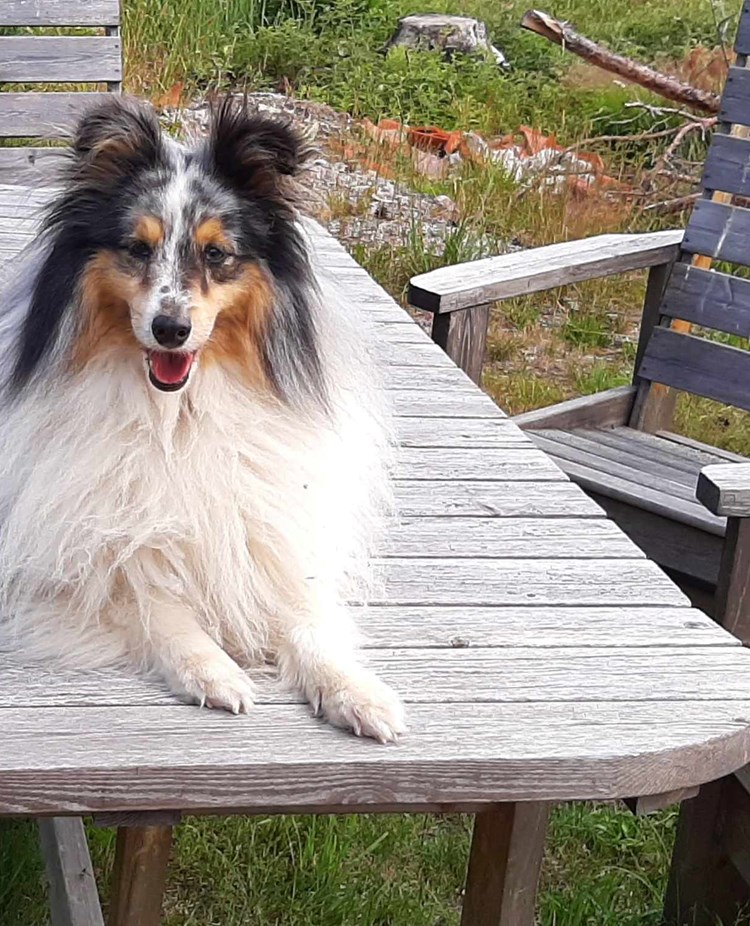 Hund liggande på bord