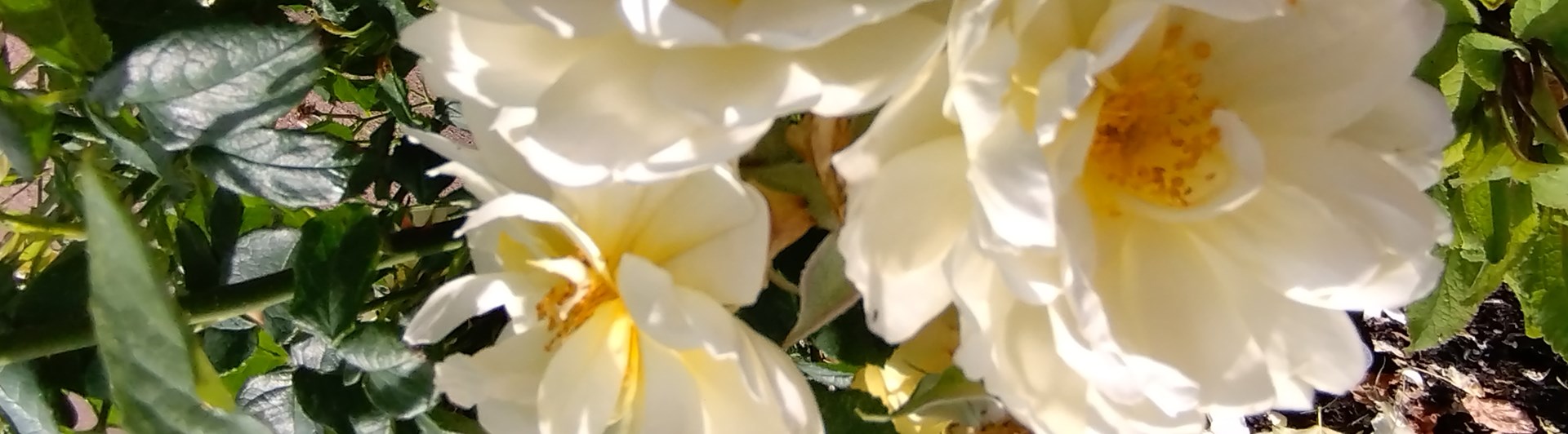 Bild på tre gulvita rosor