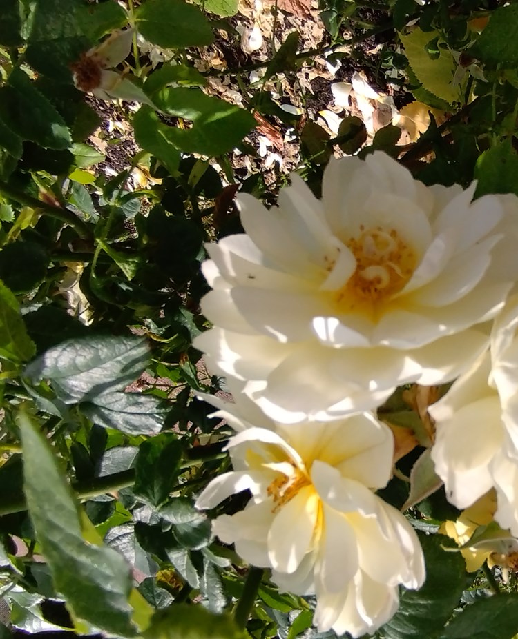 Bild på tre gulvita rosor