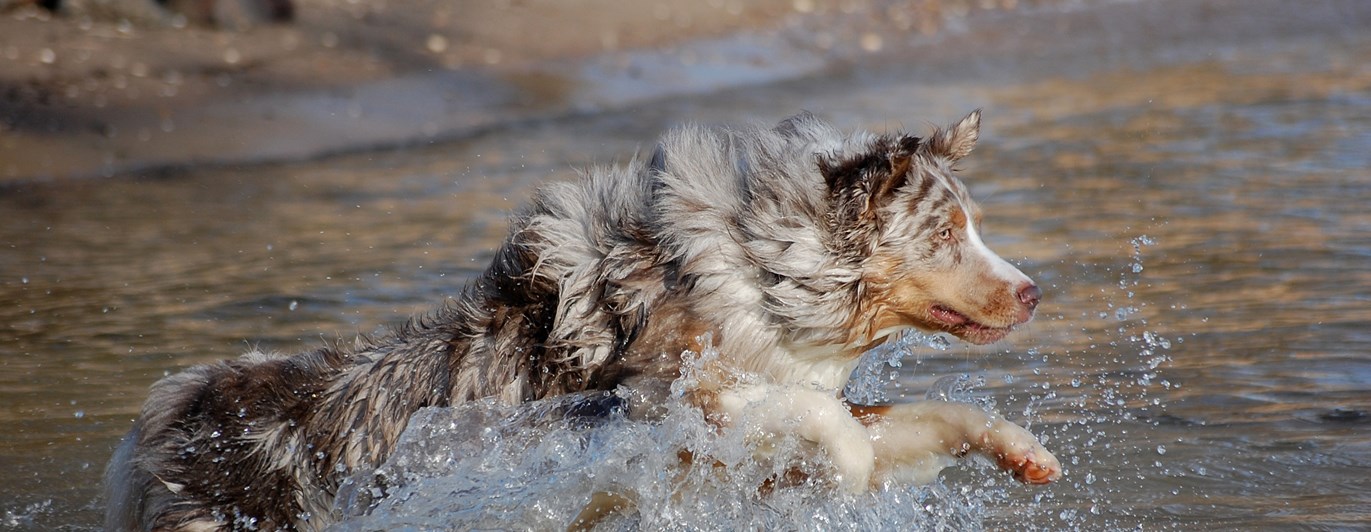 Australian Shepherd som springer ut i vattnet på en strand