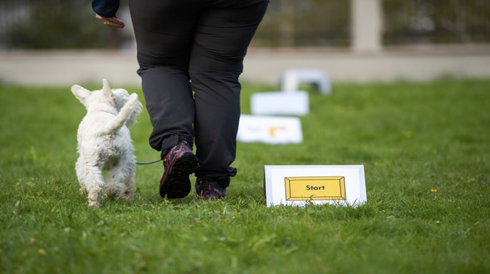 Hund som tränar rallylydnad med sin förare.