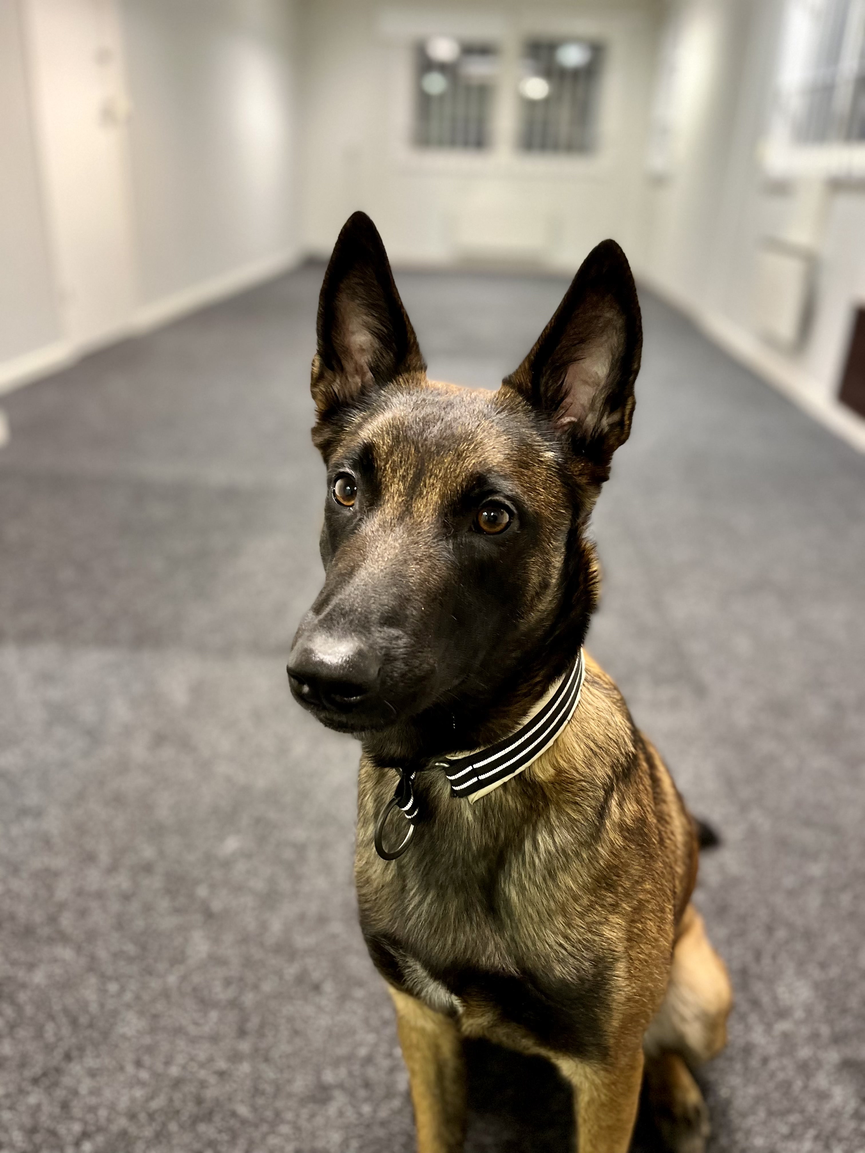 Malinoisen Kicka i träningsrummet på Danderyd-Täby Brukshundklubb (DTBK)