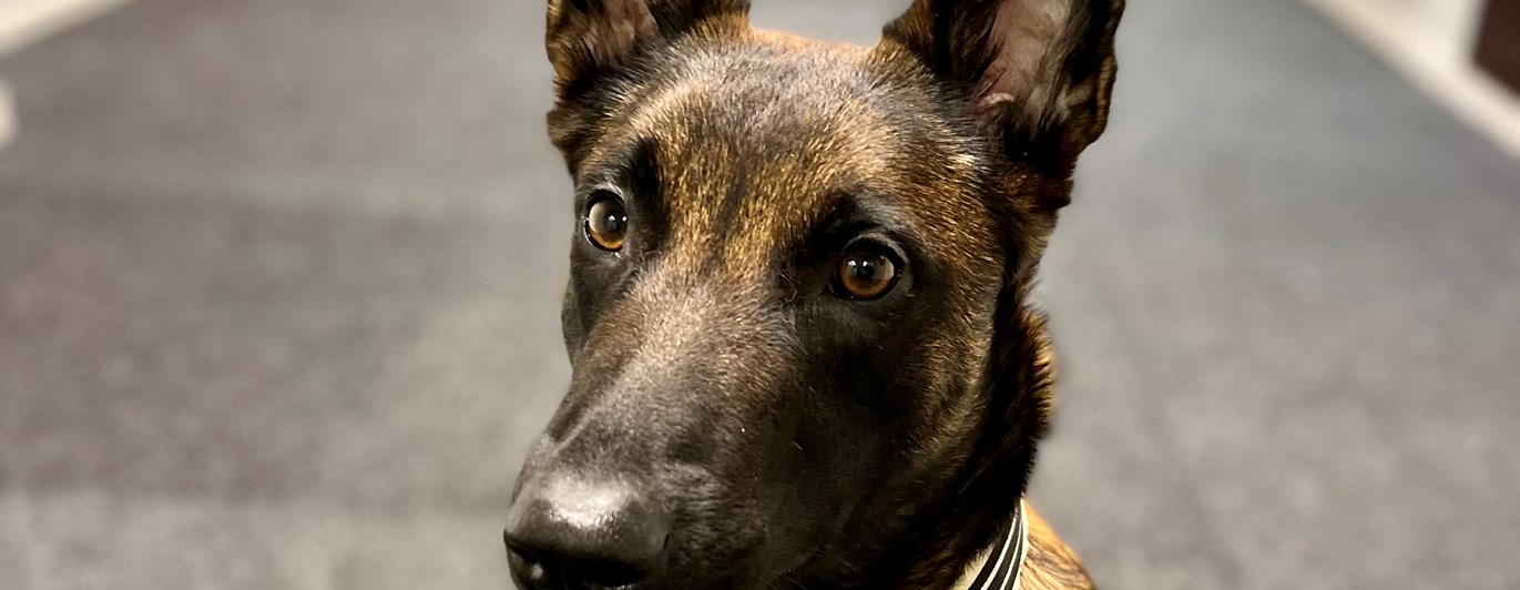 Malinoisen Kicka i träningsrummet på Danderyd-Täby Brukshundklubb (DTBK)