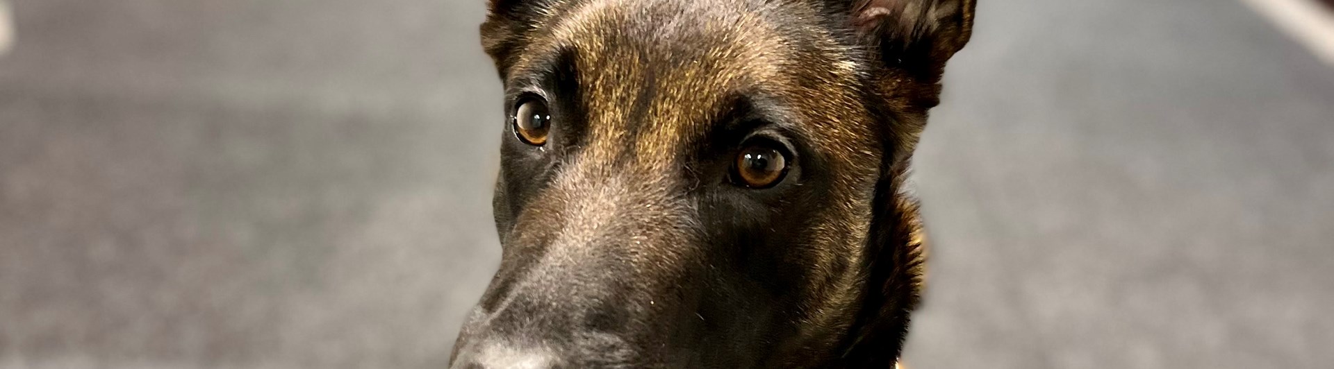 Malinoisen Kicka i träningsrummet på Danderyd-Täby Brukshundklubb (DTBK)