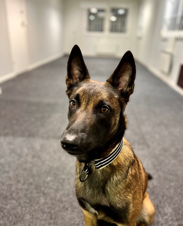 Malinoisen Kicka i träningsrummet på Danderyd-Täby Brukshundklubb (DTBK)