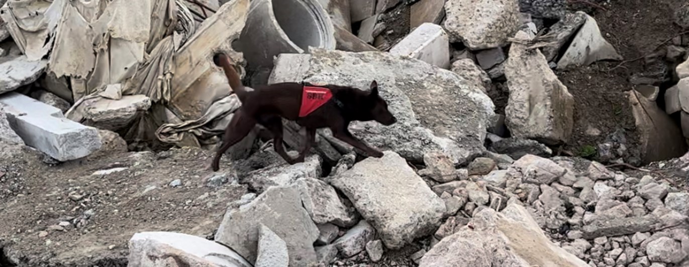 Räddningshund 1 Foto Olivia Jonsson