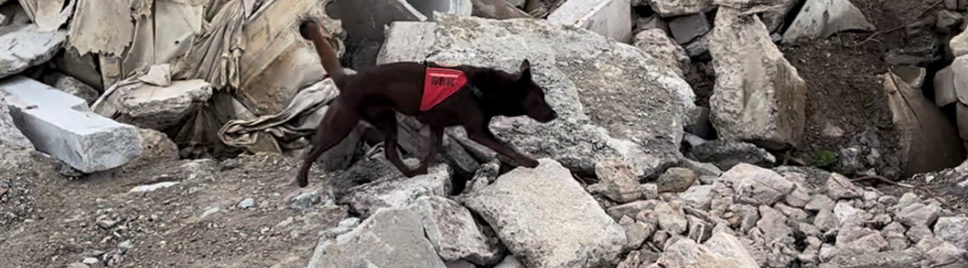 Räddningshund 1 Foto Olivia Jonsson