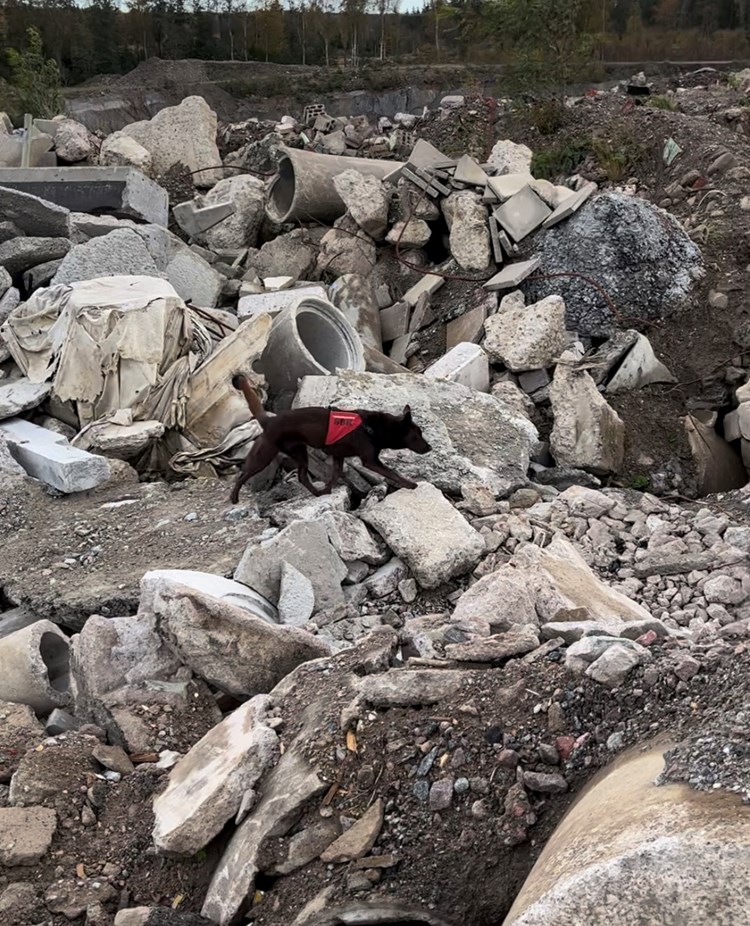 Räddningshund 1 Foto Olivia Jonsson