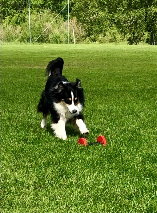 Hund på väg att apportera tung apport