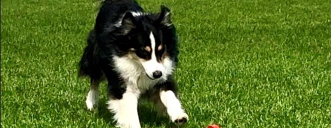 Hund på väg att apportera tung apport