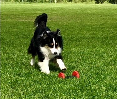 Hund på väg att apportera tung apport
