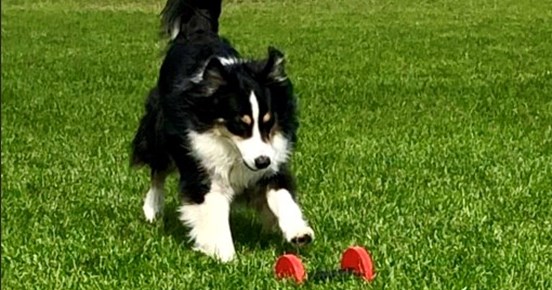 Hund på väg att apportera tung apport