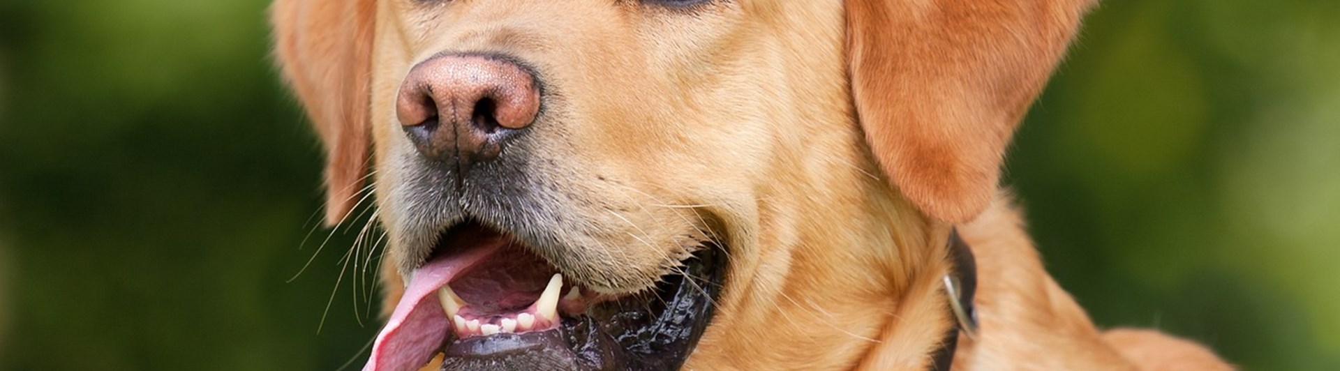 Förväntansfull gul labrador