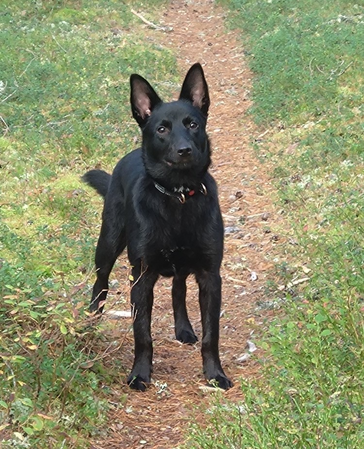Svart Kelpie som står på en stig i skogen