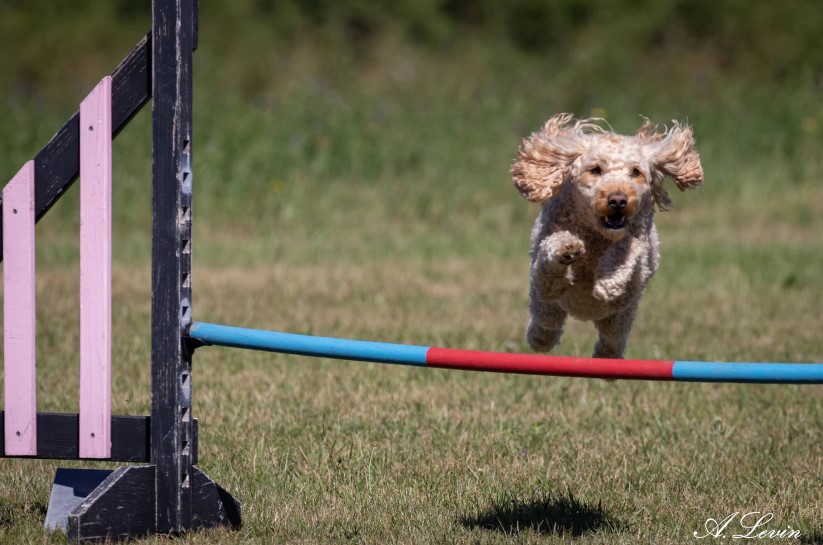 Liten hund över agilityhopphinder
