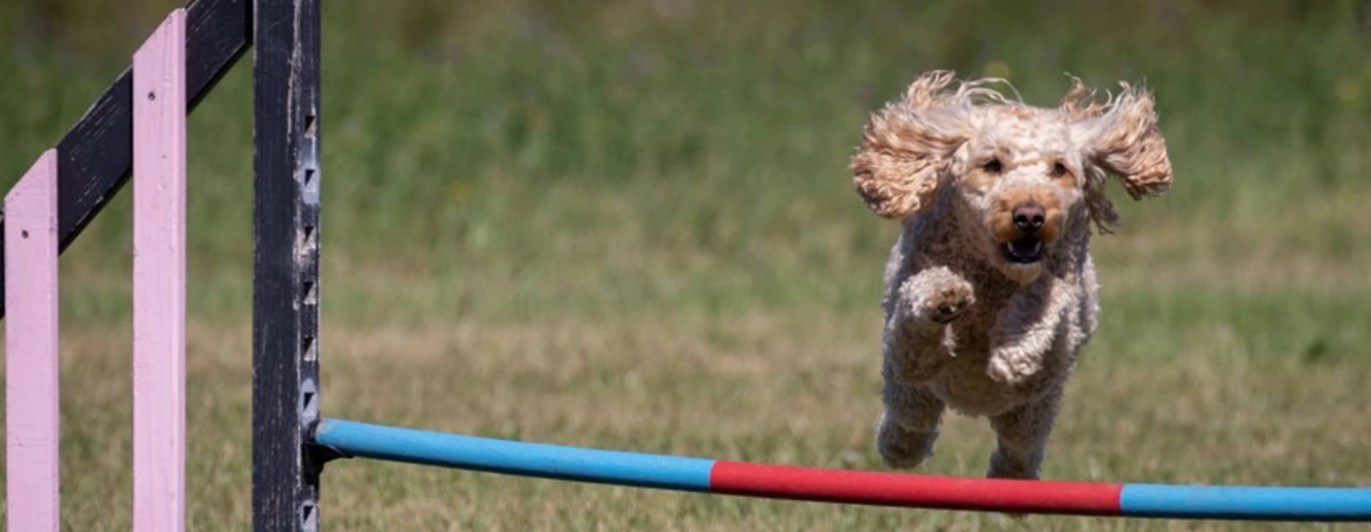 Liten hund över agilityhopphinder