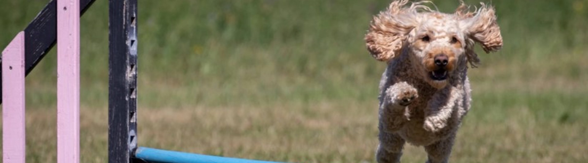 Liten hund över agilityhopphinder