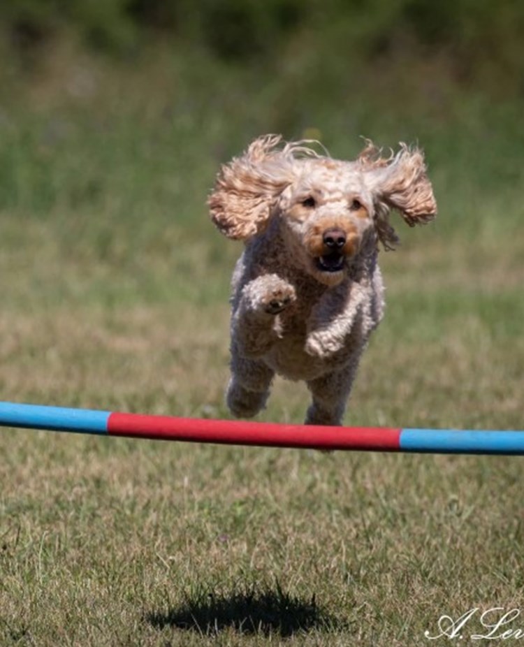 Liten hund över agilityhopphinder